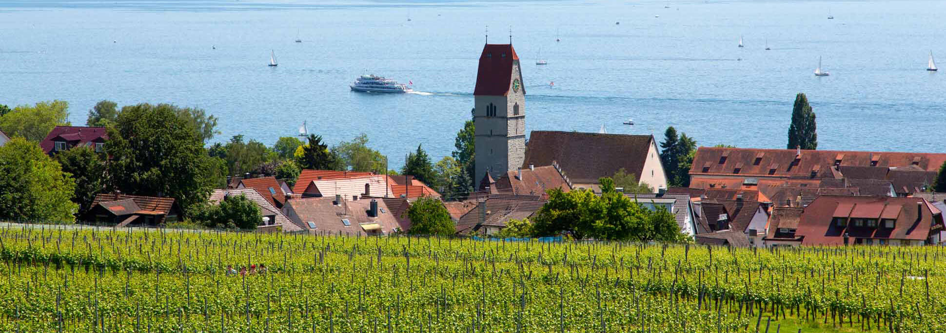Blick über den Weinberg auf den Bodensee