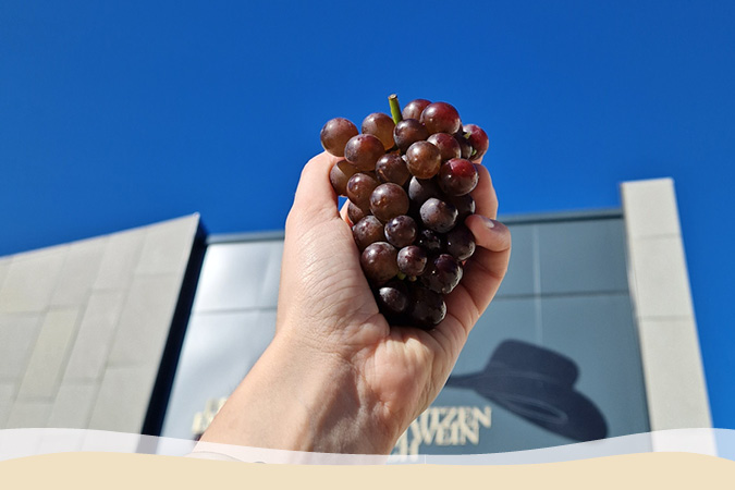 Weinrebe Ruländer