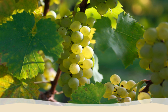 Weinrebe Bacchus