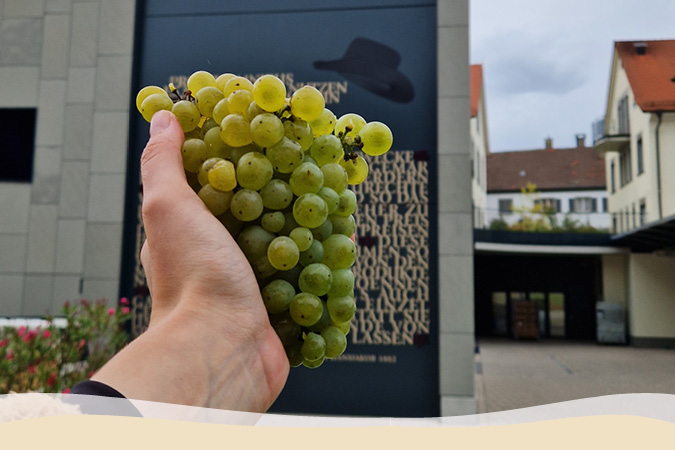 Weinrebe Müller-Thurgau